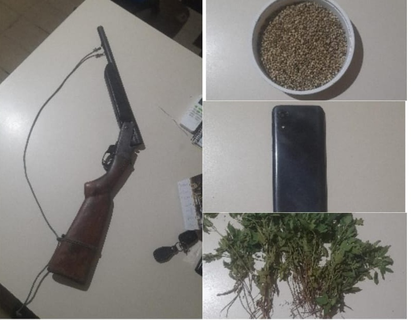 Polícia Militar erradica plantação com cerca de 375 pés de maconha na zona rural de Mirandiba