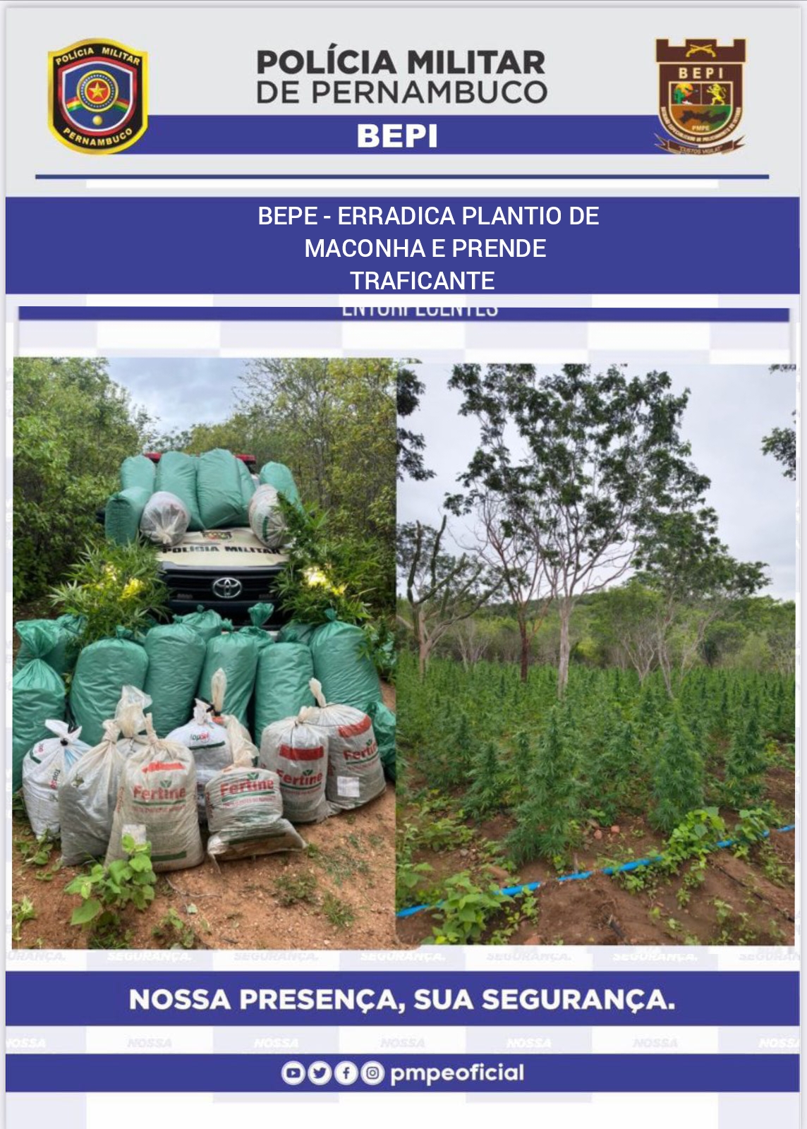 BEPI ERRADICA PLANTIO DE MACONHA E PRENDE SUSPEITO EM SERTÂNIA